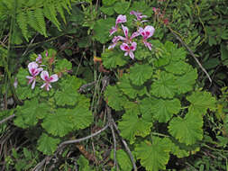 Image of Pelargonium greytonense J. J. A. Van der Walt