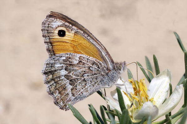 Image de Hyponephele huebneri Koçak 1980