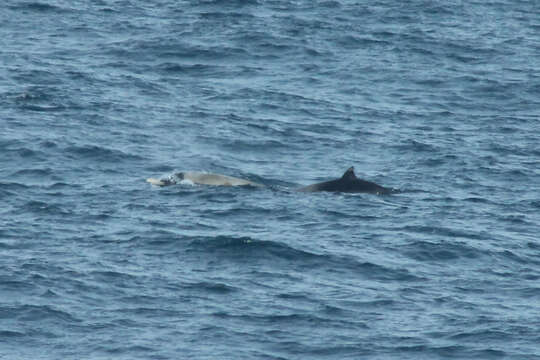 Image of Layard's Beaked Whale