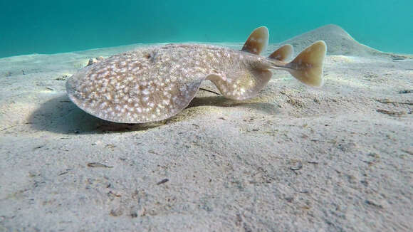 Image of Leopard Torpedo