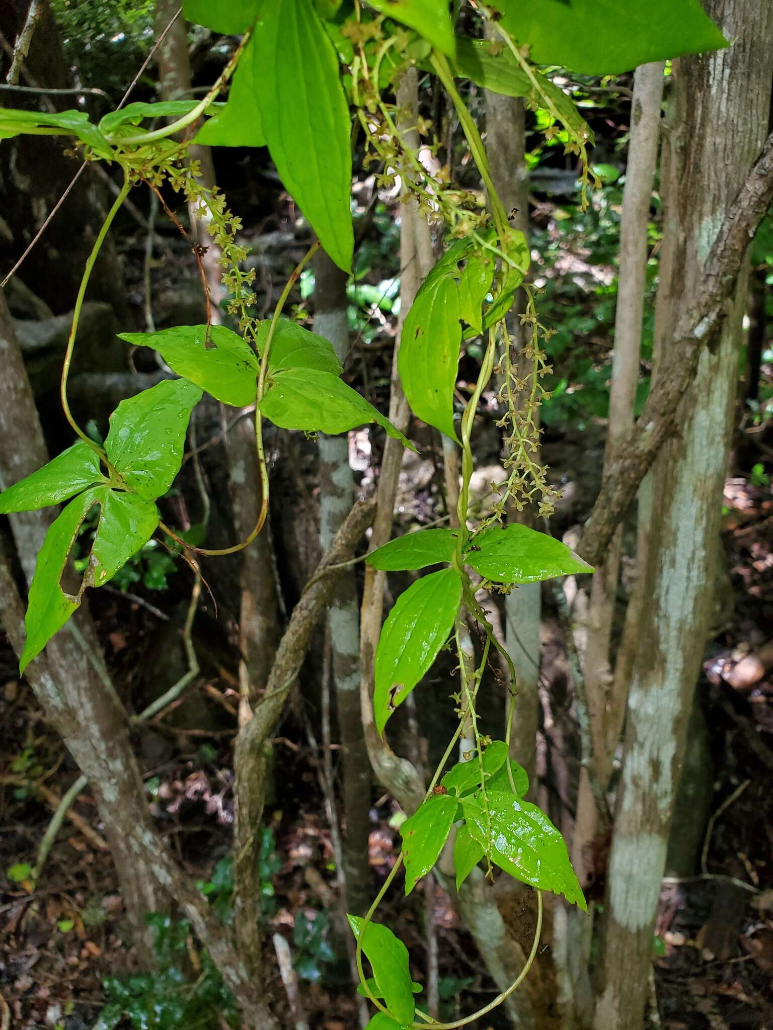 Image of Dioscorea bemarivensis Jum. & H. Perrier