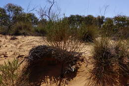 Image of Olearia passerinoides subsp. passerinoides