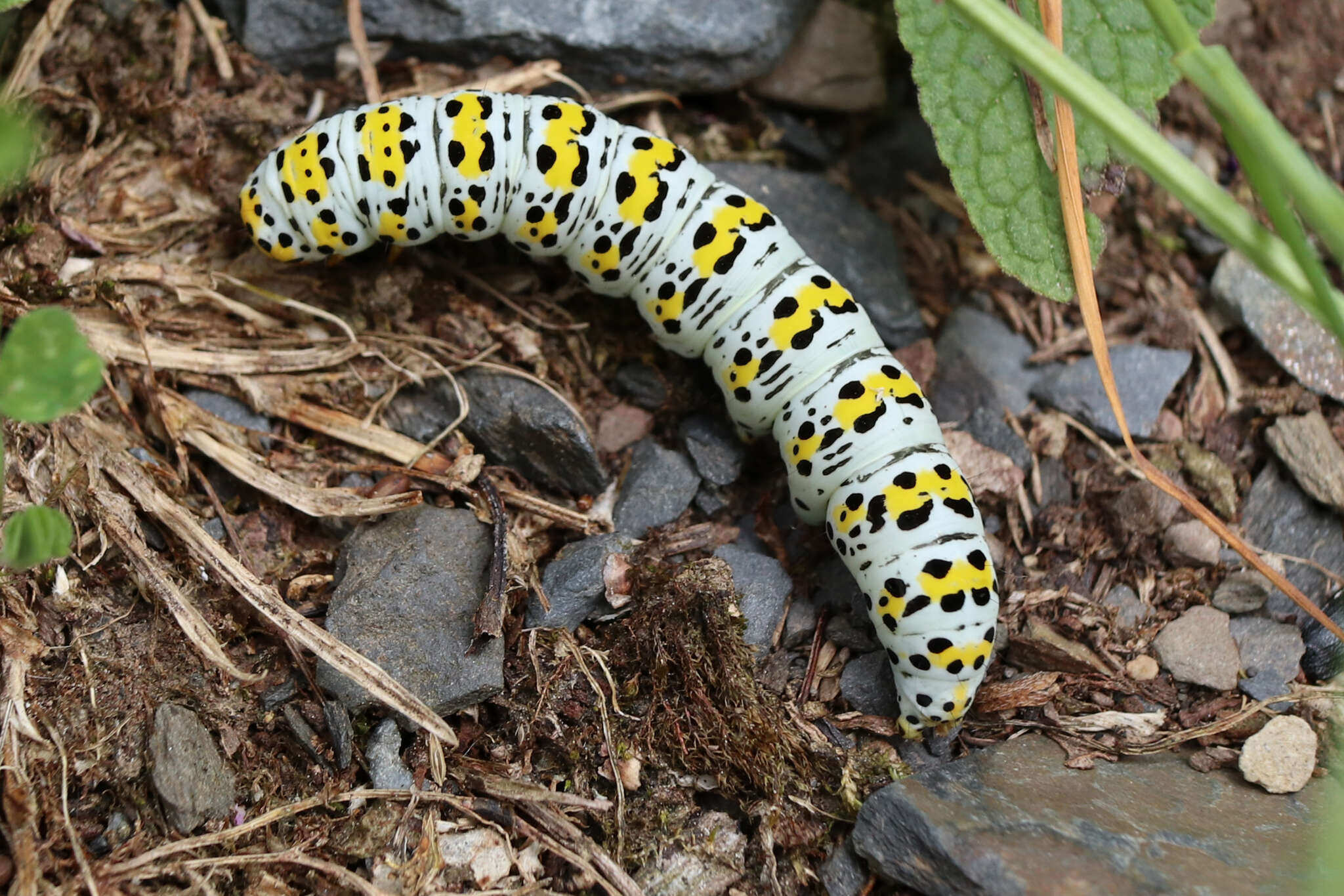 Cucullia verbasci Linnaeus 1758 resmi