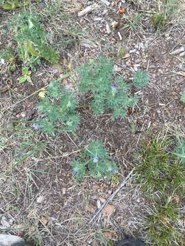 Plancia ëd Lupinus kingii S. Watson