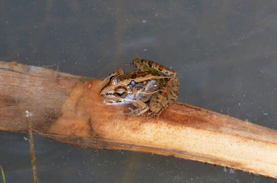 Image of Mascarene Grass Frog