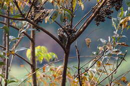 Image of Japanese Pygmy Woodpecker