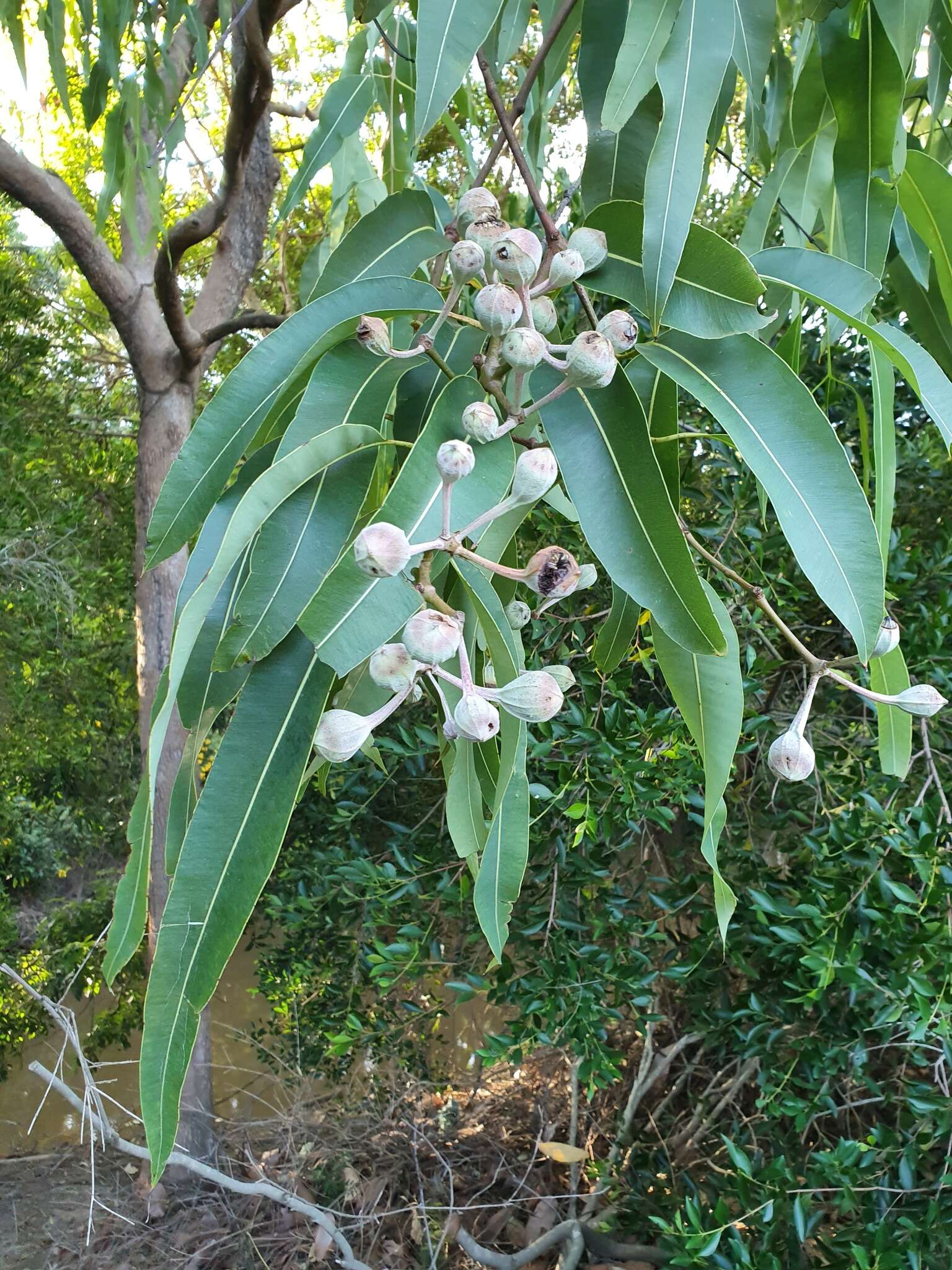 صورة Corymbia ptychocarpa (F. Müll.) K. D. Hill & L. A. S. Johnson