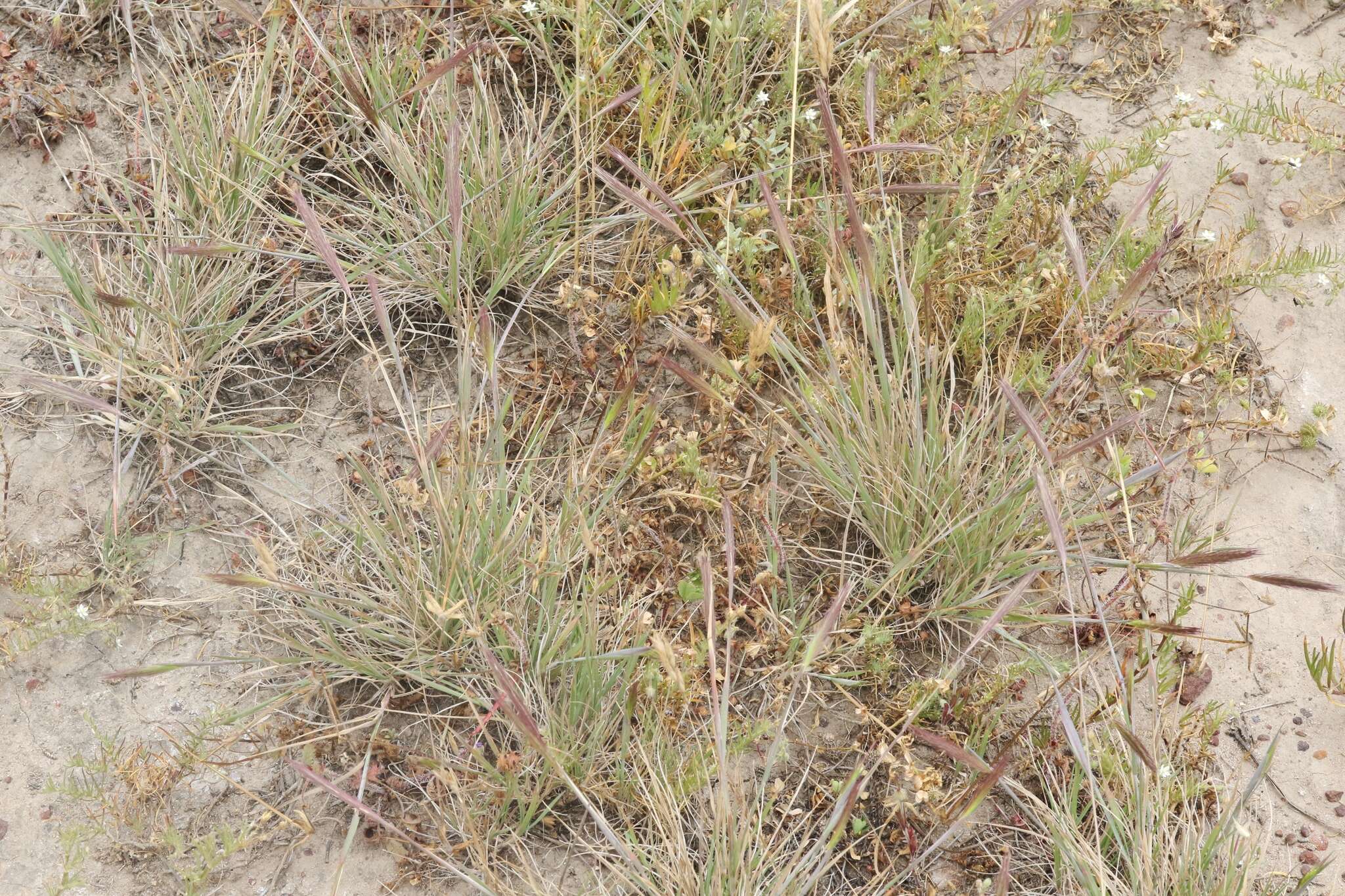 صورة Hordeum californicum Covas & Stebbins