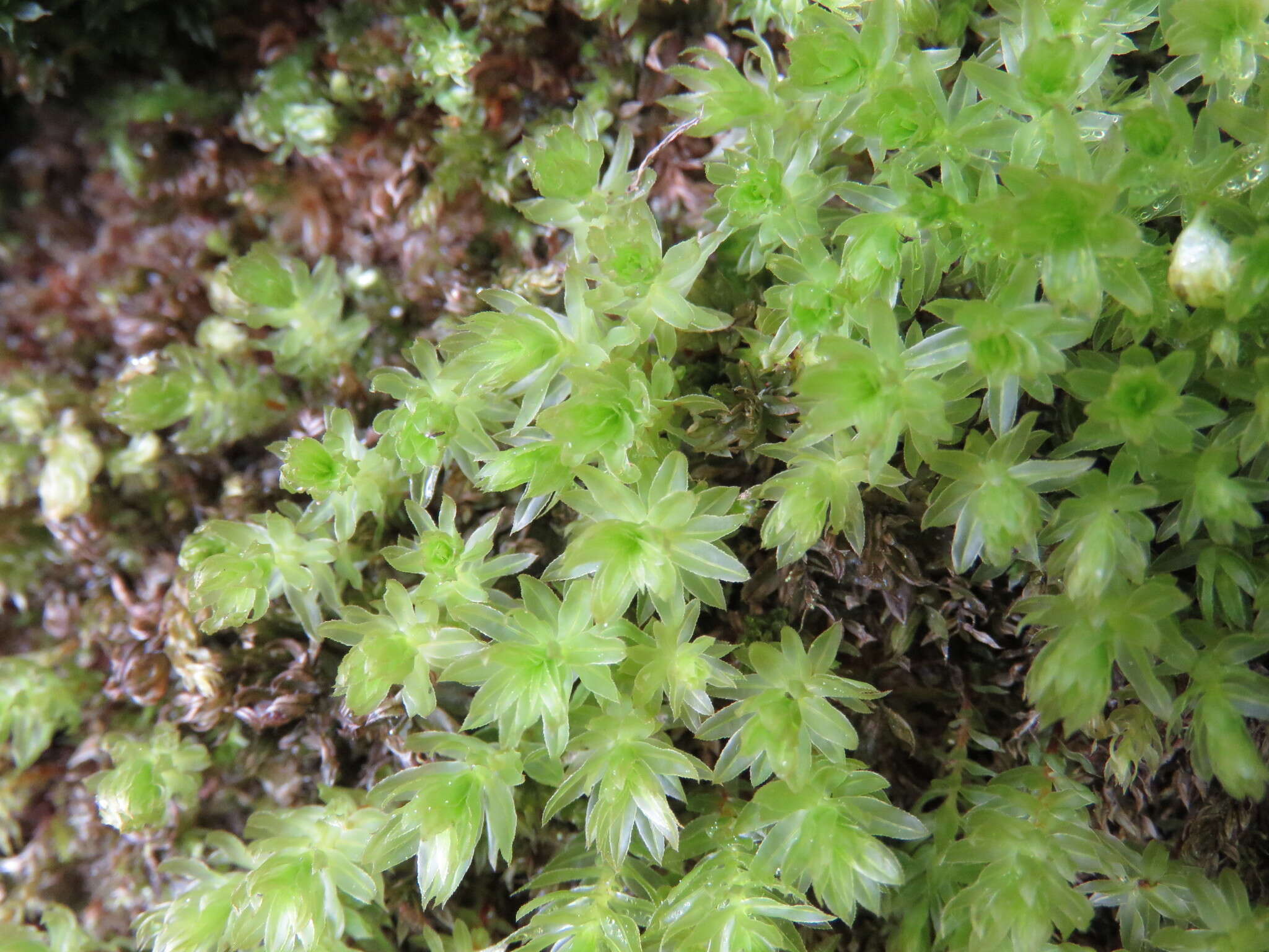 Image of horn calcareous moss