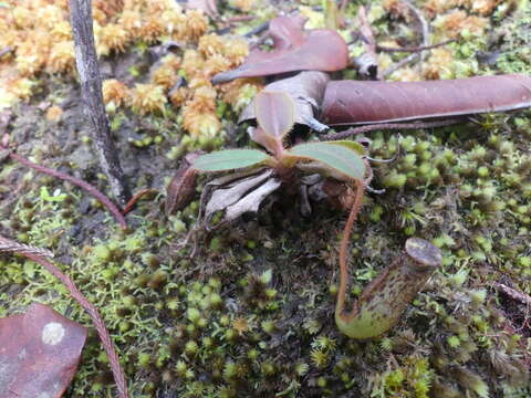 Image of Nepenthes stenophylla Mast.