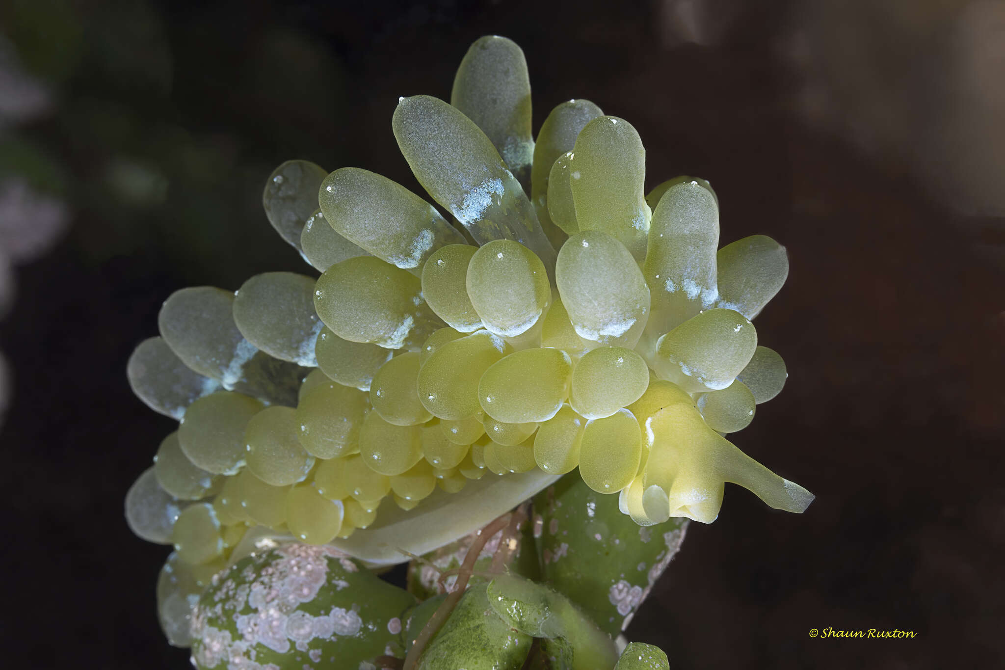 Image of Sacoproteus yhiae Krug, Wong, M. R. Medina, Gosliner & Valdés 2018