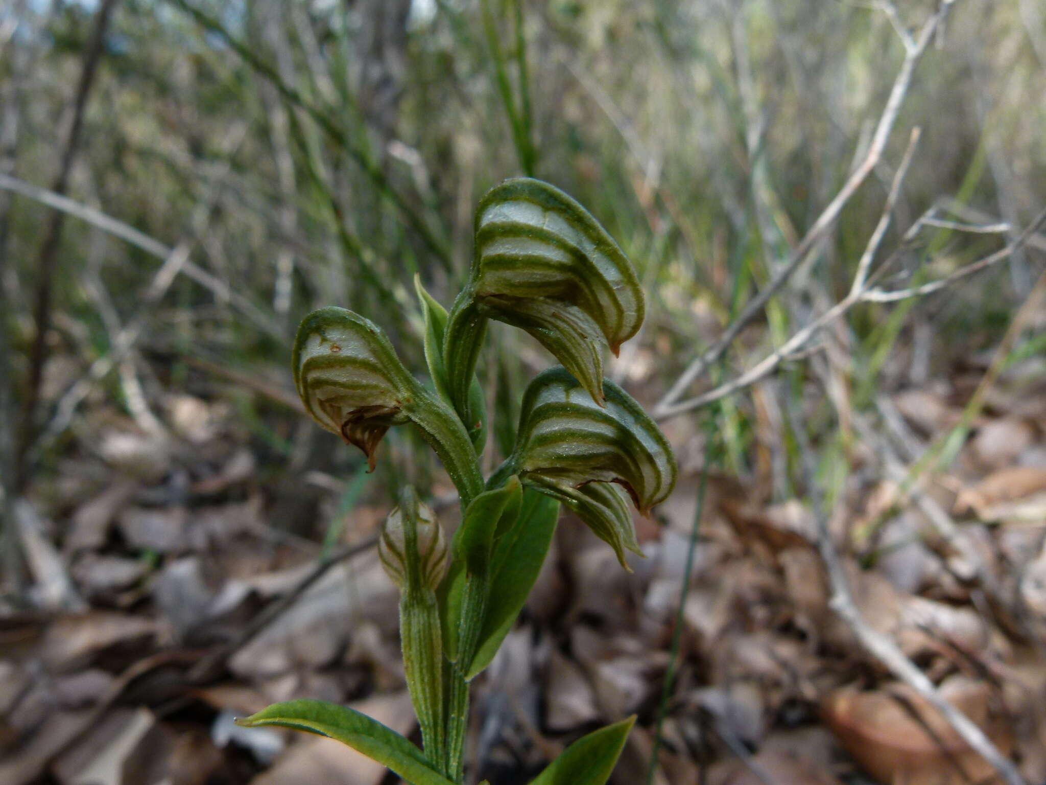 Image of Banded greenhood