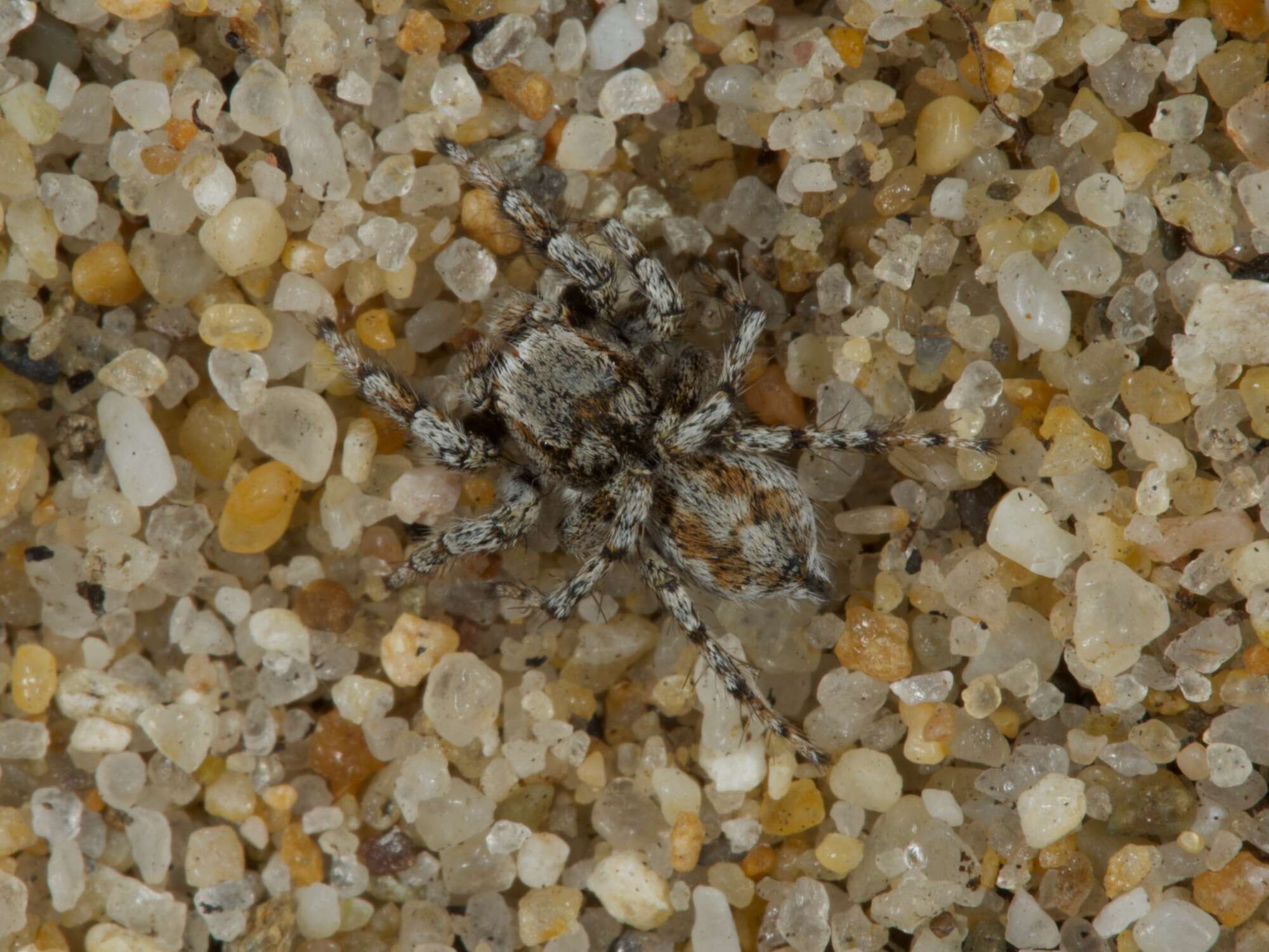 Image of Habronattus amicus (Peckham & Peckham 1909)