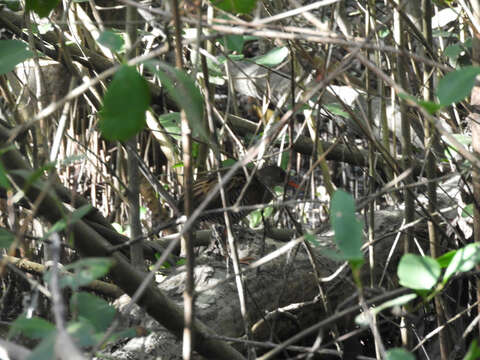 Image of Mangrove Rail