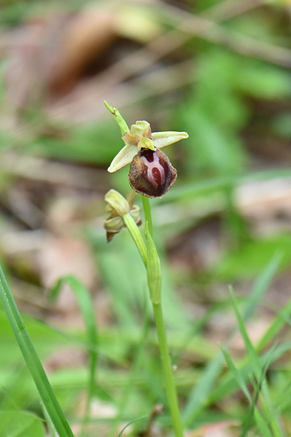 Image of Ophrys sphegodes subsp. epirotica (Renz) Gölz & H. R. Reinhard