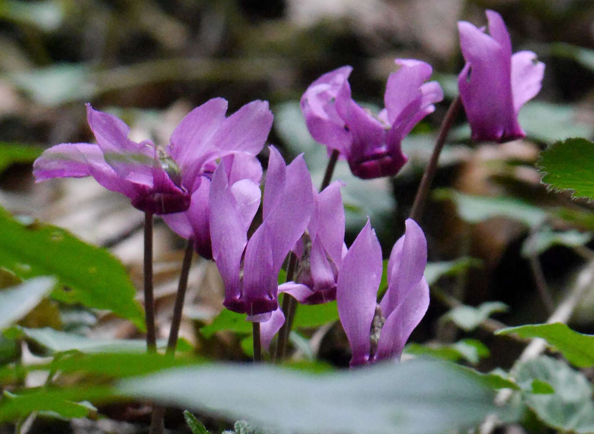 Image of cyclamen