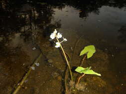 Plancia ëd Sagittaria cuneata E. Sheld.