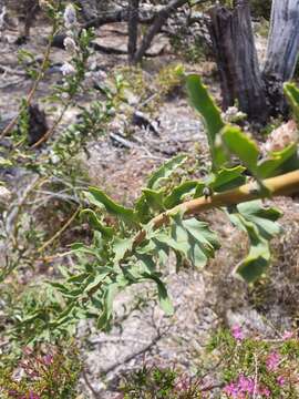 Image of Jacksonia floribunda Endl.