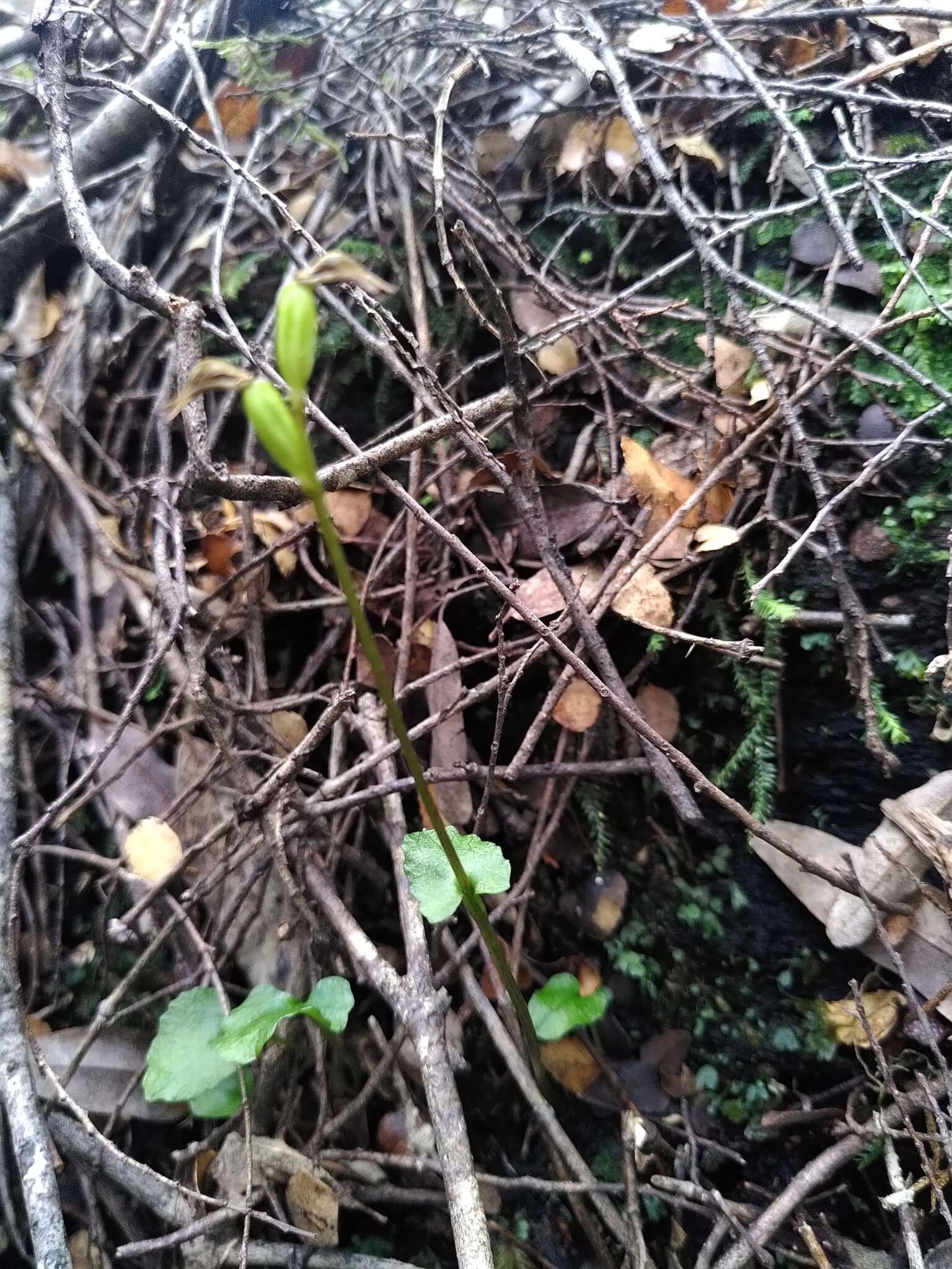 Image of Beech orchid