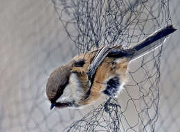 Image of Grey-headed Chickadee