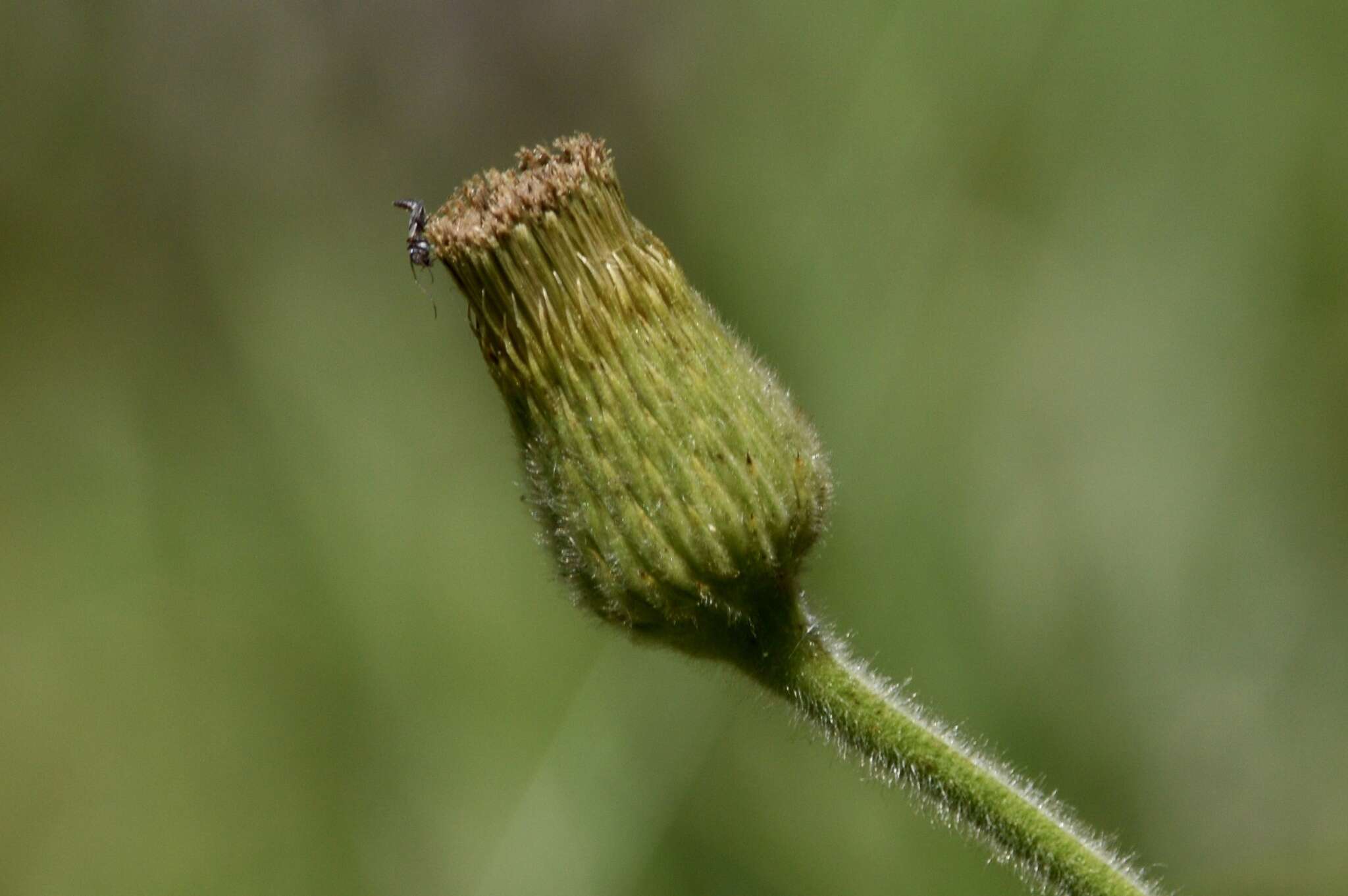 Слика од Asteropsis megapotamica (Spreng.) Marchesi