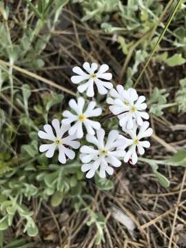 Image of Zaluzianskya villosa F. W. Schmidt