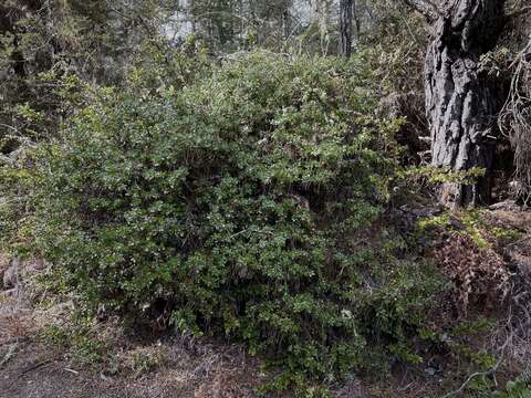 Plancia ëd Arctostaphylos nummularia subsp. nummularia