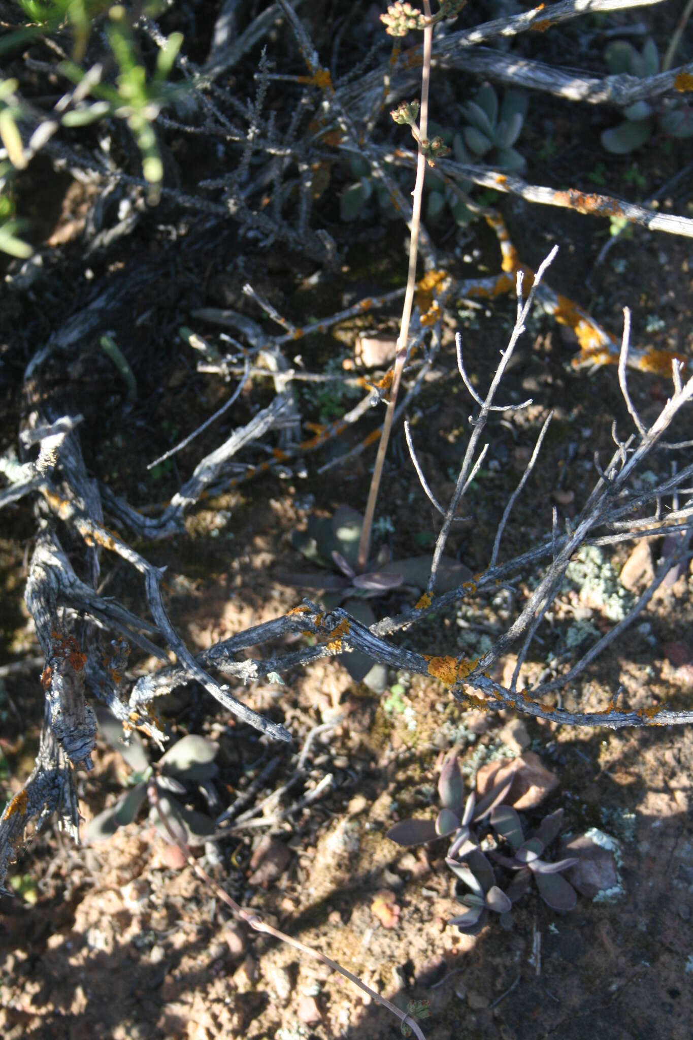 Image of Redleaf crassula