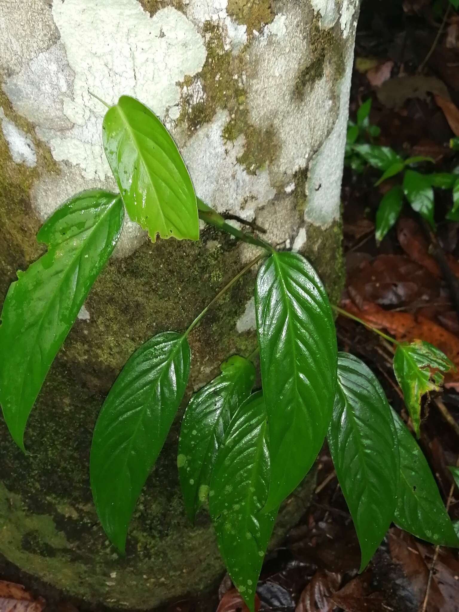 Image of Monstera pinnatipartita Schott