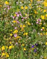 Image of prairie woodland-star