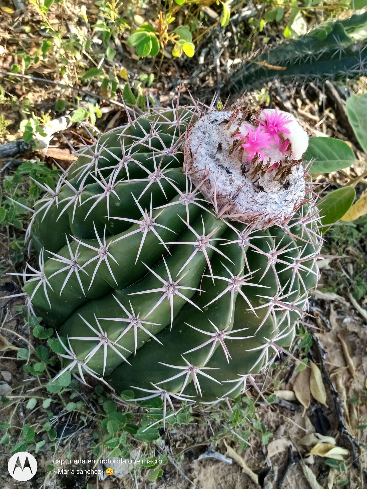 Image of Melocactus curvispinus subsp. curvispinus