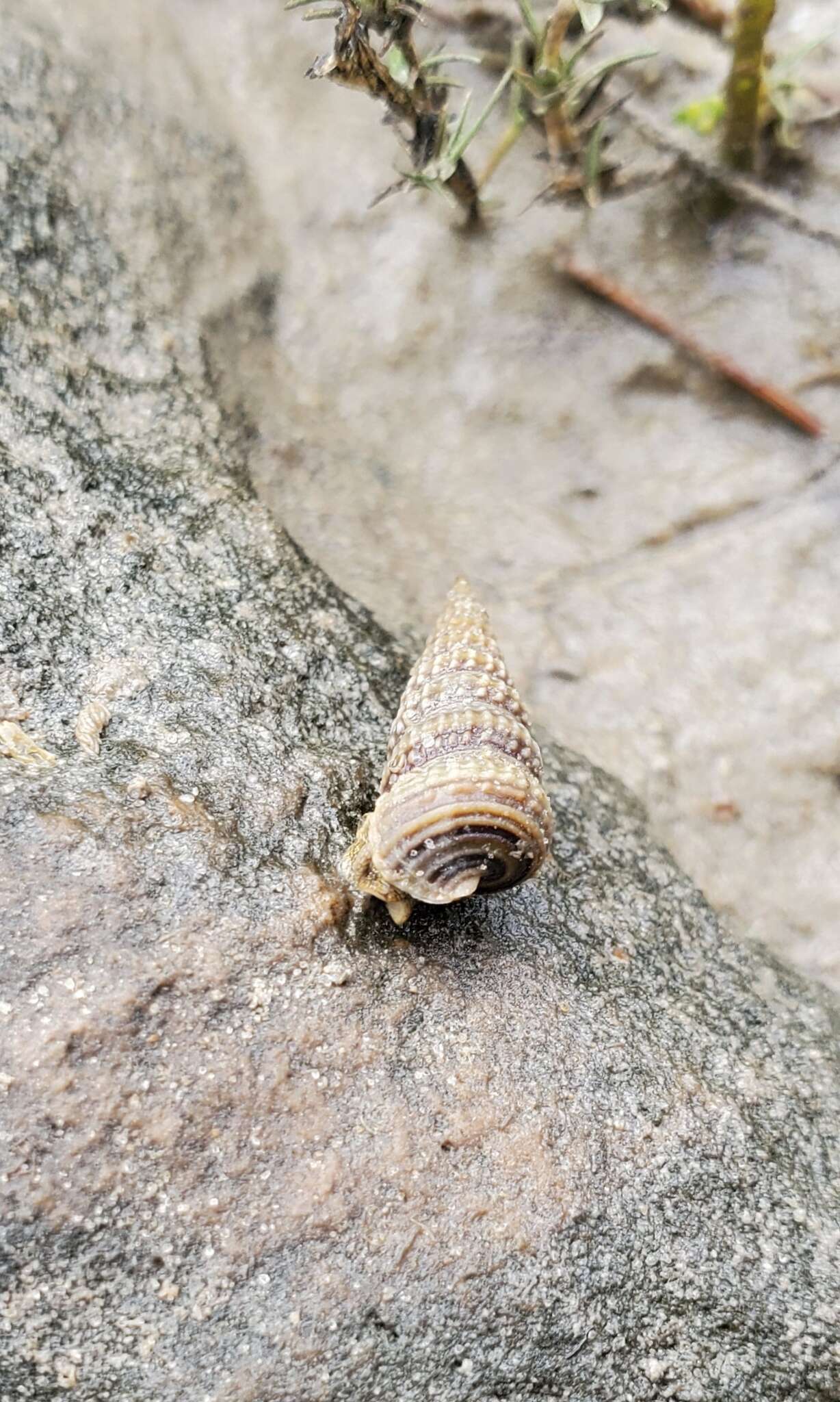 Image de Cerithideopsis scalariformis (Say 1825)