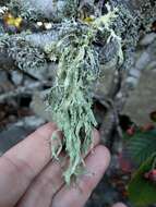 Imagem de Ramalina subleptocarpha Rundel & Bowler