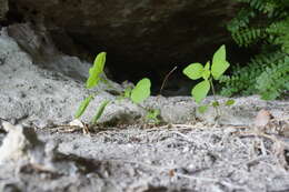 Image of Parietaria lusitanica subsp. chersonensis (Láng & Szov.) Chrtek