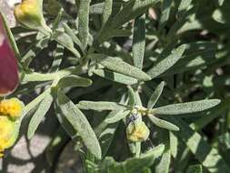 Plancia ëd Picradeniopsis oppositifolia (Nutt.) Rydb.