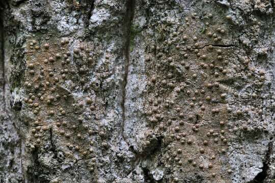 Image of wart lichen