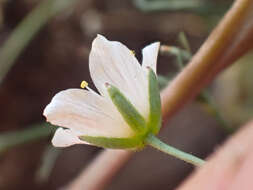 Image de Sabulina californica (A. Gray) Dillenb. & Kadereit