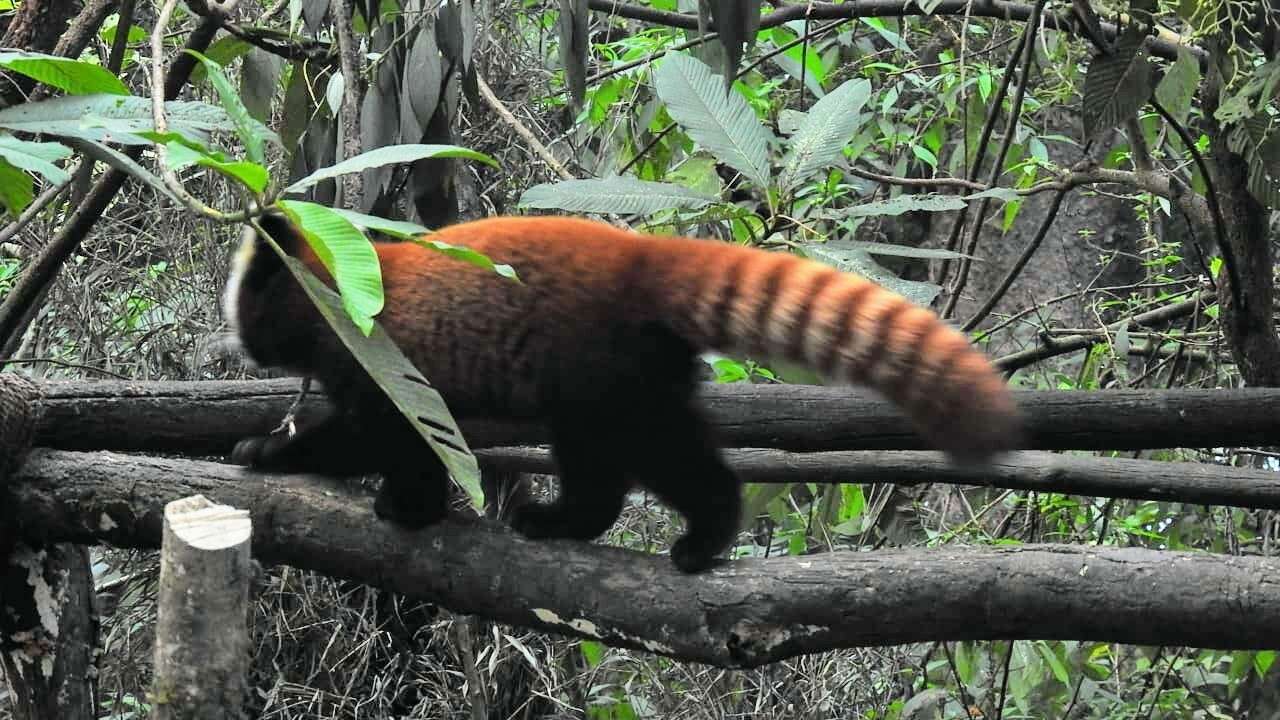 Imagem de Ailurus fulgens fulgens F. G. Cuvier 1825