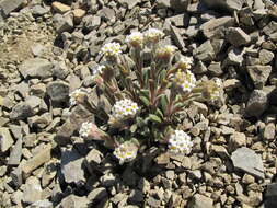 Image of Myosotis traversii Hook. fil.