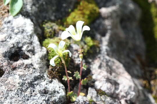 Imagem de Saxifraga sibirica L.