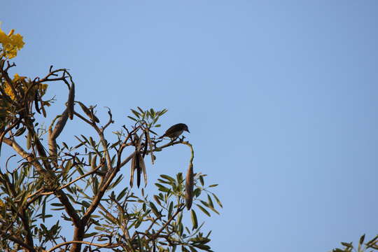 Image of Yellow-vented Bulbul