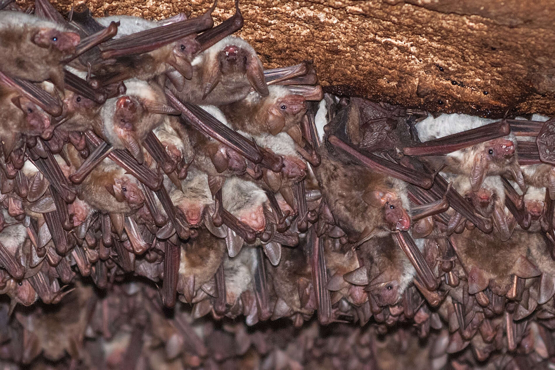 Image of Lesser Mouse-eared Bat