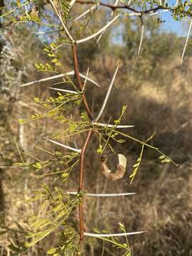 Imagem de Vachellia exuvialis (Verd.) Kyal. & Boatwr.