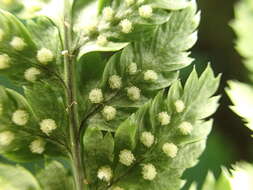 Image of Dryopteris aemula (Ait.) O. Kuntze