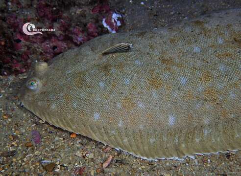 Image of Senegalese Sole