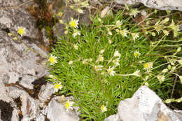 Plancia ëd Saxifraga sedoides L.