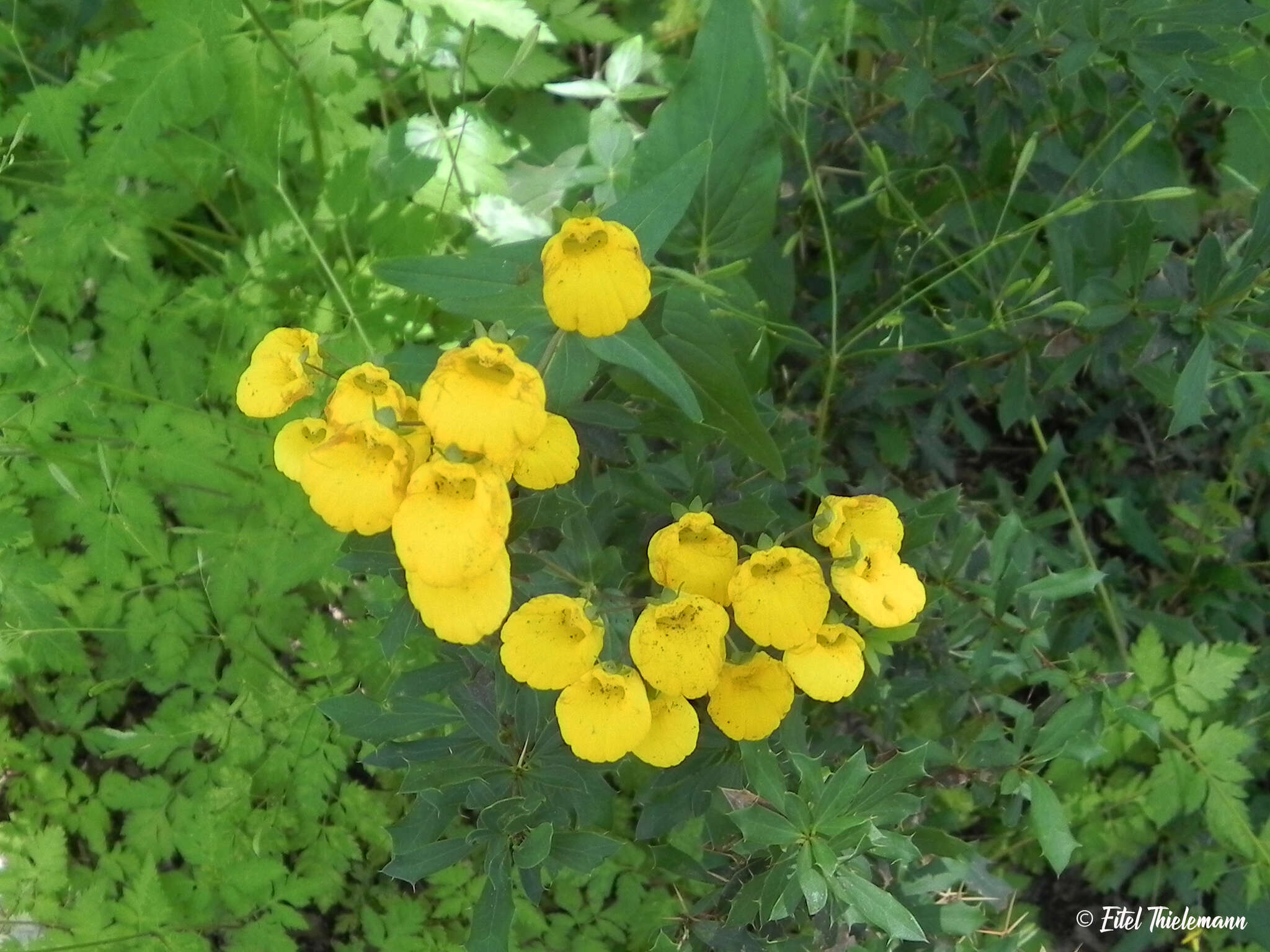 Image of Calceolaria valdiviana Phil.