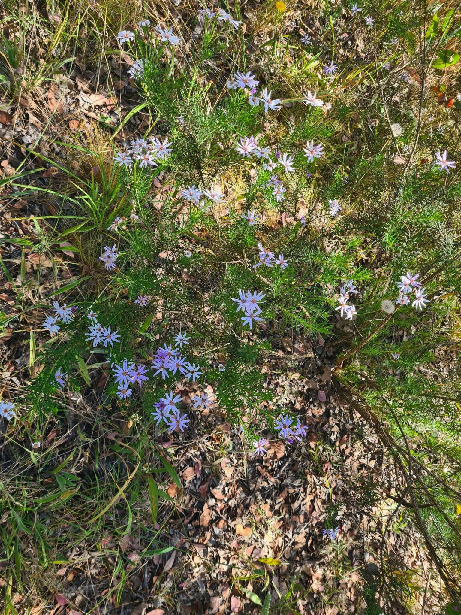 Olearia tenuifolia (DC.) Benth. resmi