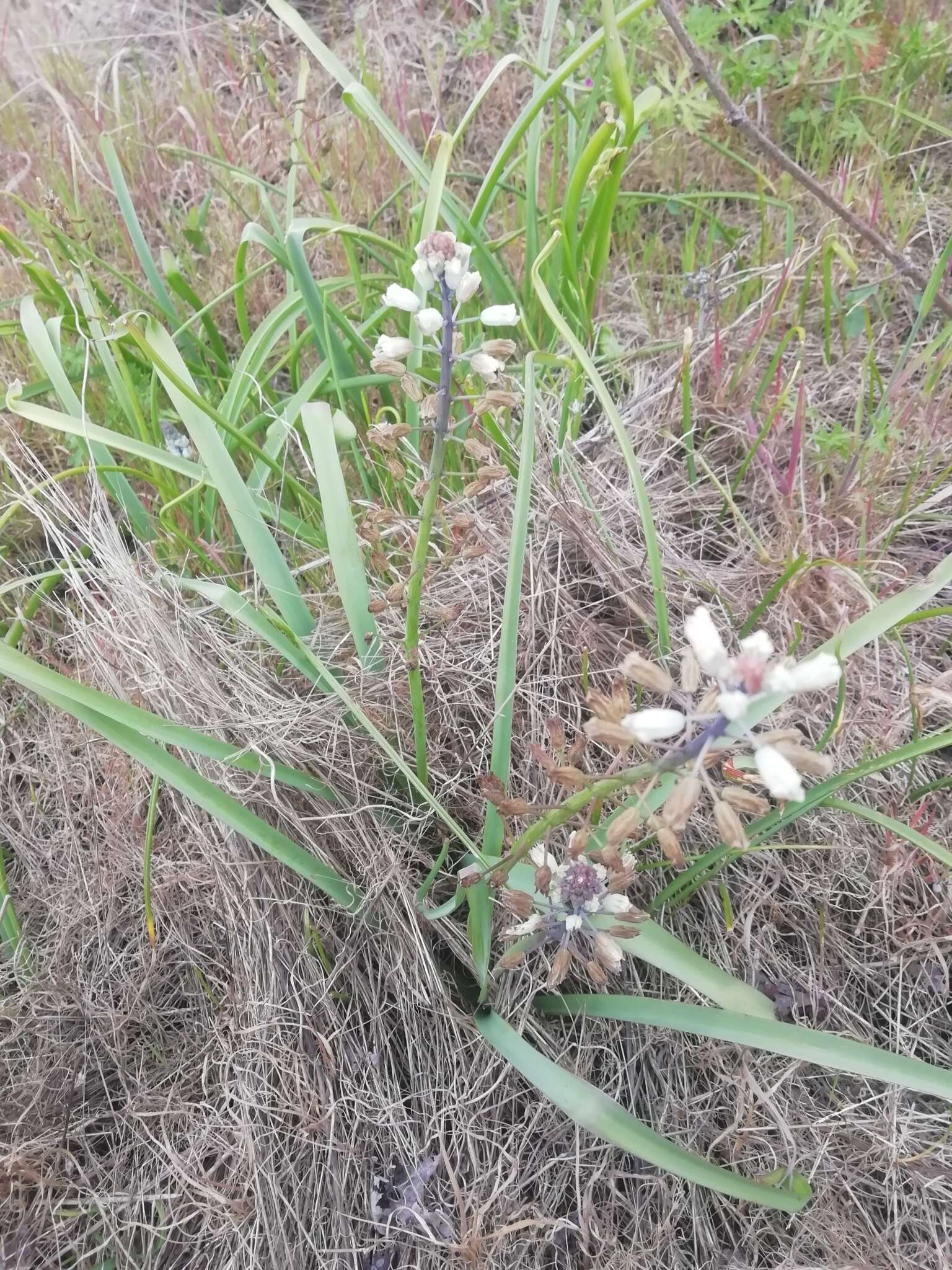 Image of Bellevalia romana (L.) Sweet