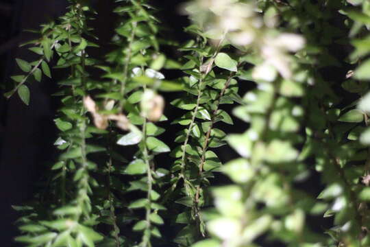 Image of tassel fern